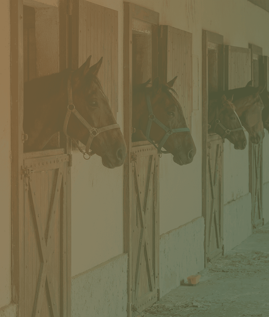 Equinology